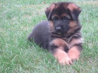 /album/fotogaleria-a-vrh/stence-5-tyzdnov-026-jpg/